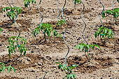 Growing tomatoes with stakes, Allonnes, Sarthe, France