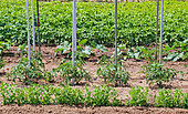 Vegetable garden with peas, tomatoes, etc, allotment garden, Allonnes, Sarthe, France