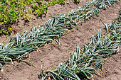 Growing onions in the vegetable garden, Allonnes, Sarthe, France