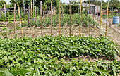 Vegetable garden and cultivation, tomatoes and green beans, Allonnes, Sarthe, France