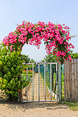 Roses at the entrance to a vegetable garden, Allonnes, Sarthe, France