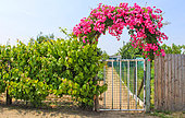 Roses at the entrance to a vegetable garden, Allonnes, Sarthe, France