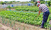 Gardener hoeing bean rows in a vegetable garden, Allonnes, Sarthe, France