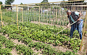 String beans in the vegetable garden, Allonnes, France