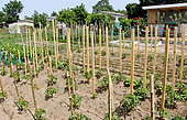 Plants de tomates avec tuteurs, Jardin à Allonnes, Sarthe, France