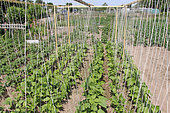 String beans in the vegetable garden, Allonnes, France