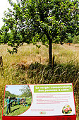 Le verger conservatoire des pommes à cidre, Espace pédagogique de l'arche de la nature, Le Mans métropole, Sarthe, France