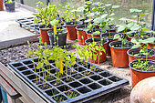 Chia seedlings in a glass greenhouse, Arche de la nature, Le Mans Métropole, Sarthe, France