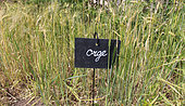 Barley, Arche de la nature educational garden, Le Mans metropole, Sarthe, France