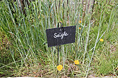 Rye in the educational garden of the Arche de la Nature, Le Mans Métropole, Sarthe, France
