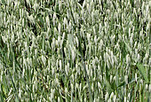 Oats in the Arche de la Nature educational garden, Le Mans Métropole, Sarthe, France