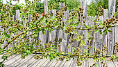 Mulberry tree with graft, Sarthe, France