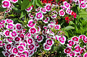 Poet's carnation 'Louise', Jardin pédagogique de l'Arche de la nature, Le Mans métropole, Sarthe, France