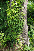 Ivy climbing a tree, Sarthe, France