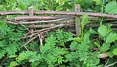 Planted hedge, Sarthe, France
