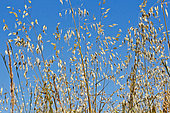 Growing oats, Sarthe, France