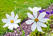 Fleurs de Cosmos, Jardin des plantes, Le Mans, France