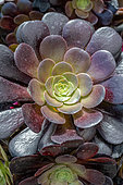 Aeonium 'Velour'