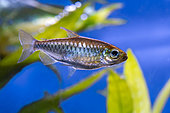 Congo Tetra (Phenacogrammus interruptus) female in aquarium