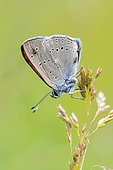 Purple-edged copper (Lycaena hippothoe eurydame) male attacked by biting midges (Ceratopogonidae), Alpes-de-Haute-Provence, France