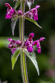 Hedge woundwort (Stachys sylvatica) flowers, Finistere, France