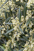 Olive (Olea europaea) flowering in may, Herault, France