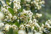 Australian blackwood (Acacia melanoxylon) flowering