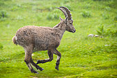 Alpine ibex (Capra ibex) young male running in the rain, Creux du Van, Switzerland