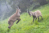 Jeux de combat sous la pluie entre deux jeunes Bouquetins des Alpes (Capra ibex) mâles, Creux du Van, Suisse