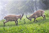 Jeux de combat sous la pluie et les nuages entre deux jeunes Bouquetins des Alpes (Capra ibex) mâles, Creux du Van, Suisse
