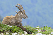 Young male Alpine ibex (Capra ibex) resting at the edge of a cliff after a spring shower, Creux du Van, Switzerland
