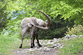 Male Alpine ibex (Capra ibex) using its horns to scratch, Creux du Van, Switzerland