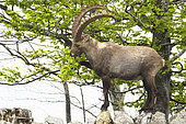 Alpine ibex (Capra ibex) moulting and eating young beech leaves, Creux du Van, Switzerland