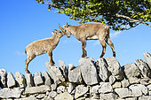 Tender moment between a young Alpine Ibex (Capra ibex) and its mother on a spring evening, Creux du Van, Switzerland