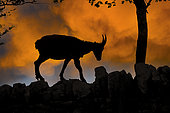 Alpine ibex (Capra ibex) female at sunrise, Creux du Van, Switzerland