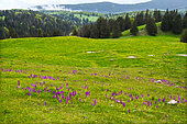 Carpet of male orchids (Orchis mascula) in a spring pasture, Creux du Van, Switzerland