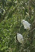 Little egret (Egretta garzetta), two immatures in spring, having left the nest, perched on a branch and awaiting the return of the adults to be fed. Ile sur étang, Sully sur Loire, Centre Val de Loire, France.