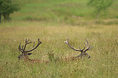 Red deer (Cervus elaphus), in a damp meadow, two large, friendly adult males lie at rest, ruminating. At the very beginning of summer, they have finished growing their antlers under velvet. They are then said to be lying down again. The back-to-back resting position is designed to widen visibility and the radius of surveillance, because as prey animals, they sleep with one eye always on the alert. Forêt d'Orient. Piney, Grand Est, France.