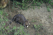European beaver (Castor fiber), adult, walking back down the bank to the river, holding a piece of bark in its mouth that it has torn from the tree (a willow: Salix) it began cutting down a short while ago. Saint Benoît sur Loire Centre Val de Loire. France.