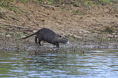 Coypu (Myocastor coypus), adult having come down from the bank, walking back to the river, La Loire, Saint Benoît sur Loire, Centre Val de Loire, France.