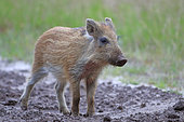 Eurasian wild boar (Sus scrofa), 3-month-old youngster called Marcassin, (immature from 0 to 6 months old) stopped in a bouti, (place ploughed by wild boar foraging), early July, Forêt domaniale d'Orléans. Ouzouer sur Loire, Centre Val de Loire, France.