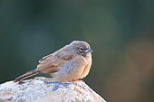 Sahara bunting (Emberiza sahari) juvenile on a rock, Morocco