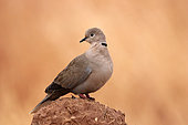 Collared dove (Streptopelia decaocto) on land, Morocco