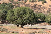 Kernel oil (Argania spinosa), Maroc
