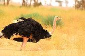 Ostrich (Struthio camelus camelus) at rest, Morocco