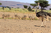 Ostrich (Struthio camelus camelus) female and young, Morocco