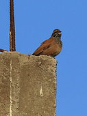 Sahara bunting (Emberiza sahari) singing, Morocco