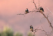 Spanish sparrow (Passer hispaniolensis) on a branch, Morocco