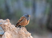 Sahara bunting (Emberiza sahari) on a rock, Morocco