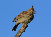Crested lark (Galerida cristata) on a branch, Morocco